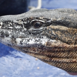 Varanus rosenbergi at Namadgi National Park - 10 Oct 2019