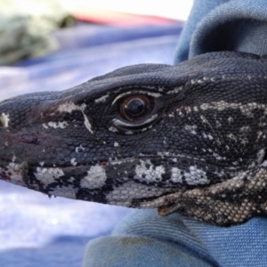 Varanus rosenbergi at Namadgi National Park - suppressed