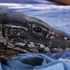 Varanus rosenbergi at Namadgi National Park - suppressed