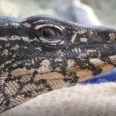 Varanus rosenbergi at Namadgi National Park - 22 Oct 2019