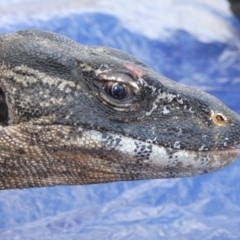 Varanus rosenbergi (Heath or Rosenberg's Monitor) at Mount Clear, ACT - 22 Oct 2019 by DonFletcher