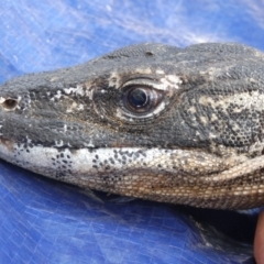 Varanus rosenbergi at Namadgi National Park - 22 Oct 2019