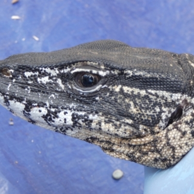 Varanus rosenbergi (Heath or Rosenberg's Monitor) at Mount Clear, ACT - 22 Oct 2019 by DonFletcher