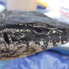 Varanus rosenbergi at Namadgi National Park - 22 Oct 2019