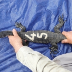 Varanus rosenbergi at Namadgi National Park - suppressed