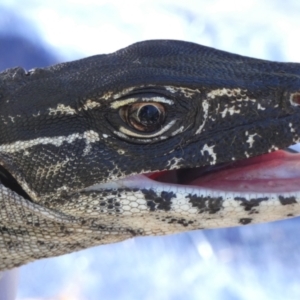 Varanus rosenbergi at Namadgi National Park - 23 Oct 2019