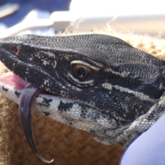 Varanus rosenbergi at Namadgi National Park - suppressed