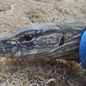 Varanus rosenbergi at Namadgi National Park - suppressed