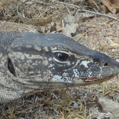 Varanus rosenbergi at Namadgi National Park - 26 Nov 2019