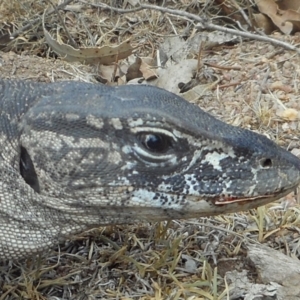 Varanus rosenbergi at Namadgi National Park - suppressed