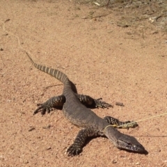 Varanus rosenbergi at Namadgi National Park - 26 Nov 2019