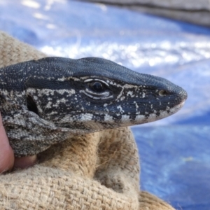 Varanus rosenbergi at Namadgi National Park - suppressed