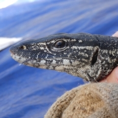 Varanus rosenbergi at Namadgi National Park - 23 Oct 2019