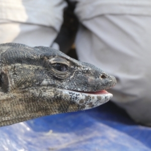 Varanus rosenbergi at Namadgi National Park - 23 Oct 2019