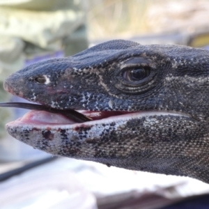 Varanus rosenbergi at Namadgi National Park - 23 Oct 2019