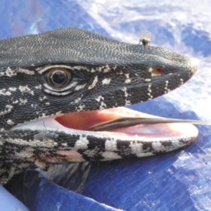 Varanus rosenbergi at Namadgi National Park - suppressed