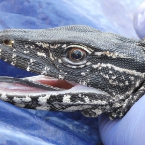 Varanus rosenbergi at Namadgi National Park - suppressed