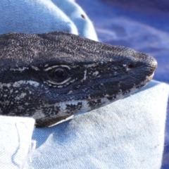 Varanus rosenbergi (Heath or Rosenberg's Monitor) at Mount Clear, ACT - 23 Oct 2019 by DonFletcher