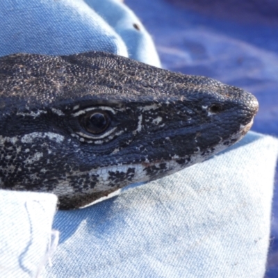 Varanus rosenbergi (Heath or Rosenberg's Monitor) at Mount Clear, ACT - 23 Oct 2019 by DonFletcher