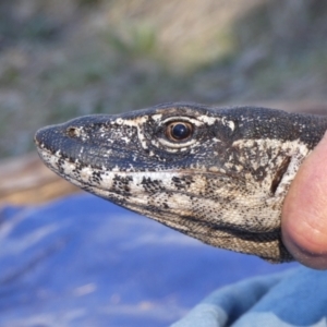 Varanus rosenbergi at Namadgi National Park - 23 Oct 2019