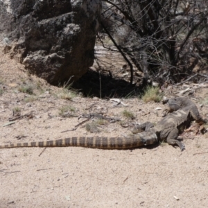 Varanus rosenbergi at Namadgi National Park - 23 Oct 2019