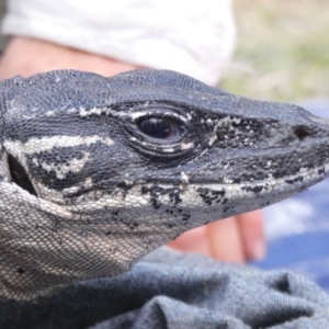 Varanus rosenbergi at Namadgi National Park - 24 Oct 2019