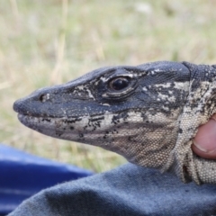 Varanus rosenbergi at Namadgi National Park - 24 Oct 2019