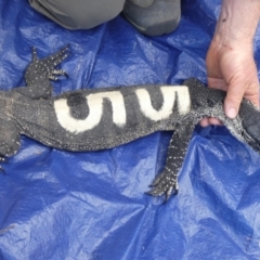 Varanus rosenbergi at Namadgi National Park - 24 Oct 2019