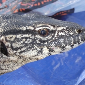 Varanus rosenbergi at Namadgi National Park - 24 Oct 2019