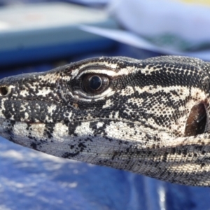 Varanus rosenbergi at Namadgi National Park - 24 Oct 2019