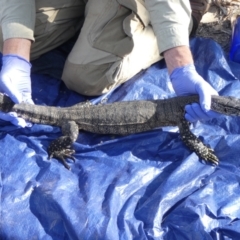 Varanus rosenbergi at Namadgi National Park - 24 Oct 2019