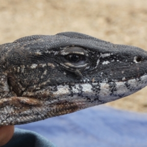 Varanus rosenbergi at Namadgi National Park - suppressed