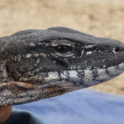 Varanus rosenbergi (Heath or Rosenberg's Monitor) at Booth, ACT - 10 Dec 2019 by DonFletcher