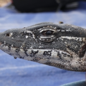 Varanus rosenbergi at Namadgi National Park - suppressed