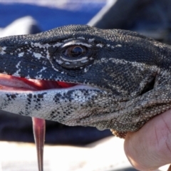 Varanus rosenbergi (Heath or Rosenberg's Monitor) at Mount Clear, ACT - 29 Oct 2019 by DonFletcher