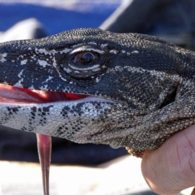 Varanus rosenbergi (Heath or Rosenberg's Monitor) at Mount Clear, ACT - 29 Oct 2019 by DonFletcher