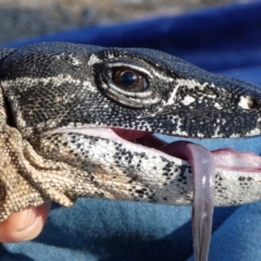 Varanus rosenbergi at Namadgi National Park - 29 Oct 2019