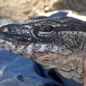 Varanus rosenbergi at Namadgi National Park - 29 Oct 2019