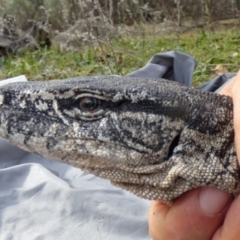 Varanus rosenbergi (Heath or Rosenberg's Monitor) at Booth, ACT - 13 Apr 2019 by DonFletcher