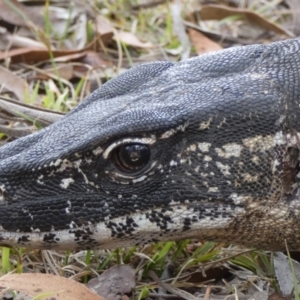 Varanus rosenbergi at Namadgi National Park - suppressed