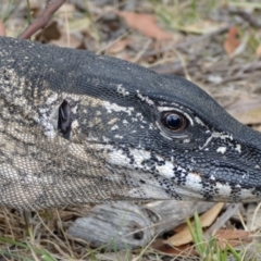 Varanus rosenbergi at Namadgi National Park - suppressed