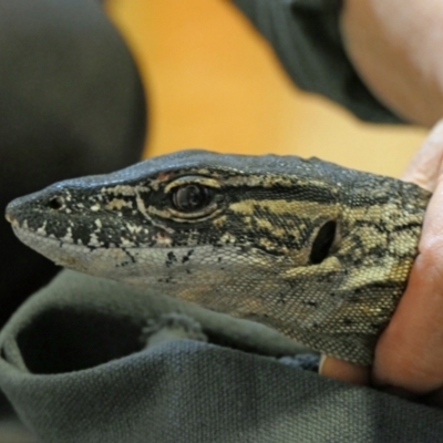 Varanus rosenbergi (Heath or Rosenberg's Monitor) at Booth, ACT - 7 Dec 2021 by DonFletcher