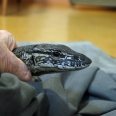 Varanus rosenbergi at Namadgi National Park - suppressed