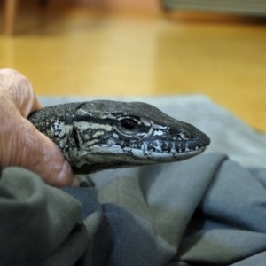 Varanus rosenbergi at Namadgi National Park - suppressed