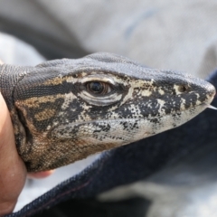 Varanus rosenbergi (Heath or Rosenberg's Monitor) at Booth, ACT - 13 Dec 2021 by DonFletcher