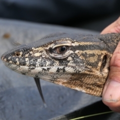 Varanus rosenbergi at Namadgi National Park - 13 Dec 2021