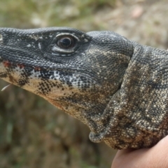 Varanus rosenbergi (Heath or Rosenberg's Monitor) at Booth, ACT - 13 Jan 2018 by DonFletcher