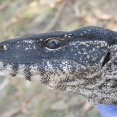 Varanus rosenbergi at Namadgi National Park - 13 Jan 2018