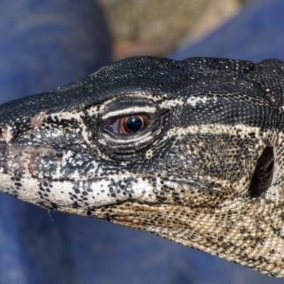 Varanus rosenbergi (Heath or Rosenberg's Monitor) at Booth, ACT - 17 Dec 2019 by DonFletcher