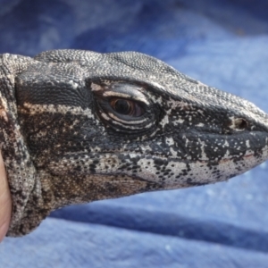 Varanus rosenbergi at Namadgi National Park - 17 Dec 2019